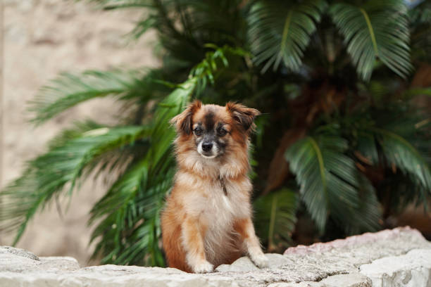 A small brown dog poses in front of lush greenery in a historic stone square. The vibrant plants contrast with the rustic architecture.