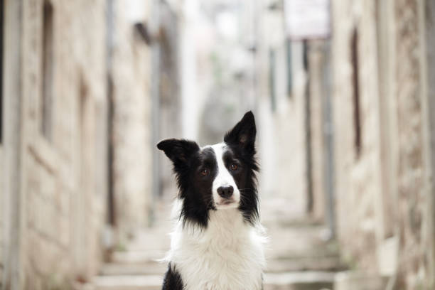 The Border Collie is a Scottish breed of herding dog of medium size. Playing in the snow during a sunny winter day. Licking the snow.