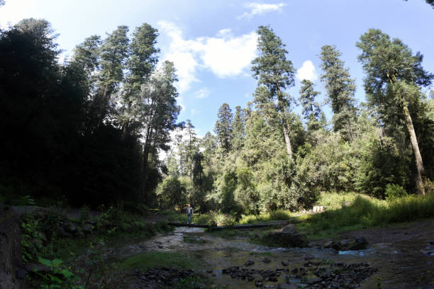 A serene forest setting features tall pine trees reaching towards a bright blue sky. A clear river meanders through the landscape, with rocks partially submerged in the water. Sunlight filters through the foliage, illuminating the vibrant greenery.