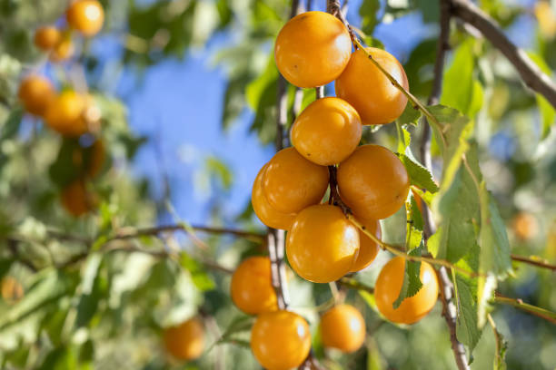 istock Branch of plum tree with ripe yellow plums 2188792358