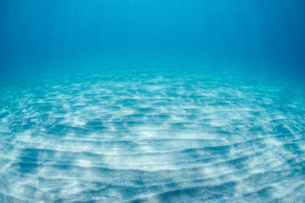 A peaceful underwater scene showcasing the sunlit ocean floor beneath clear blue waters. This captivating image evokes tranquility and the beauty of nature's underwater landscapes.