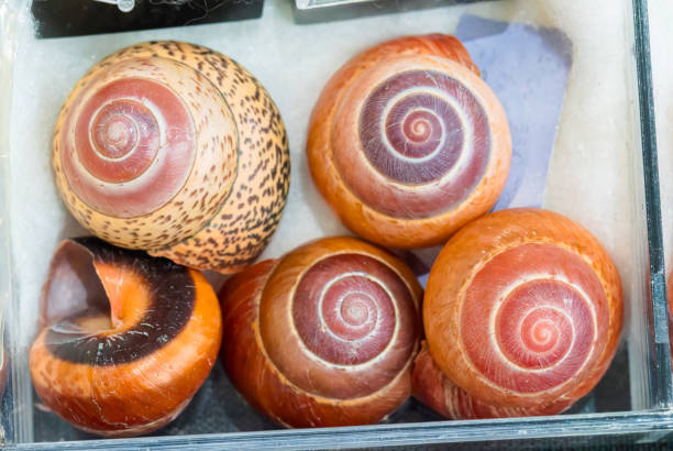 istock Natural shell collection: snail shells in various colors 2188800361
