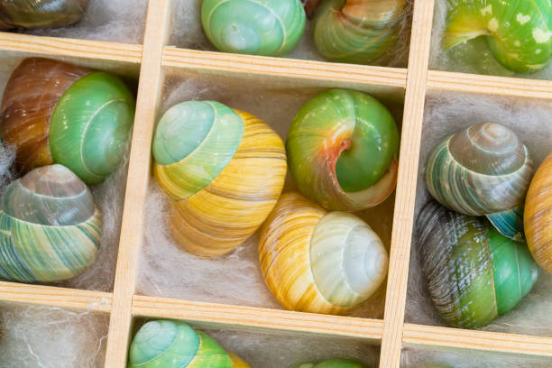 istock Natural shell collection: snail shells in various colors 2188800387