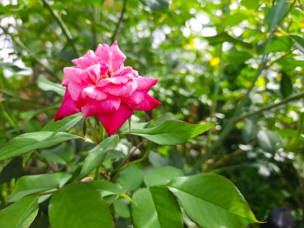 Close-up of a blooming pink rose with lush green foliage in a natural garden environment, beauty and elegance of nature