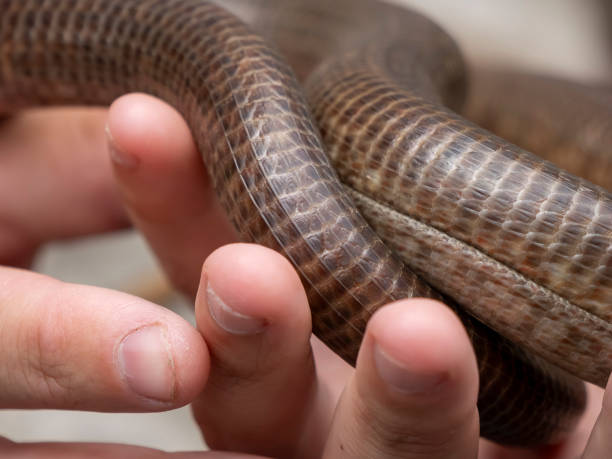 istock A person is holding a snake in their hand 2188803754
