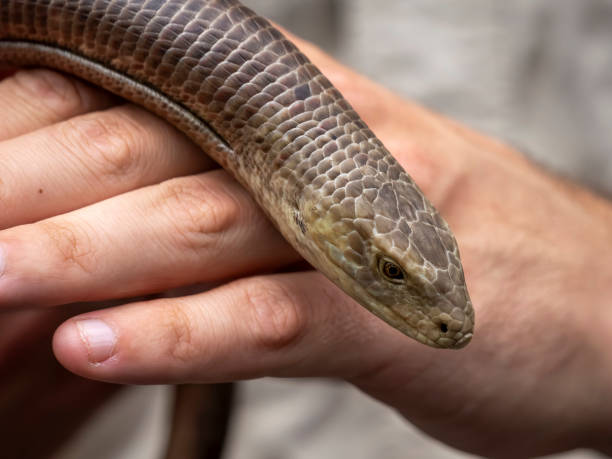 istock A person is holding a snake in their hand 2188803885
