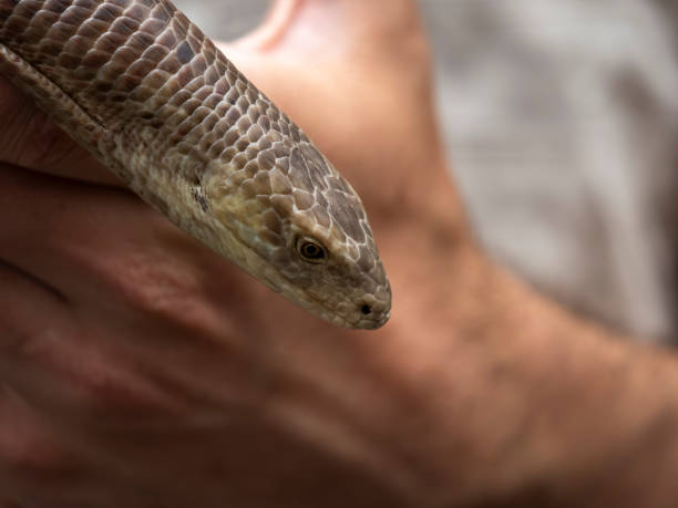 istock A person is holding a snake in their hand 2188803986