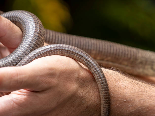 istock A person is holding a snake in their hand 2188803991