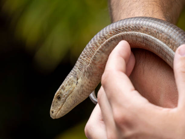 istock A person is holding a snake in their hand 2188803996