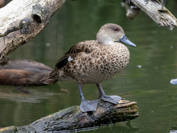 istock A duck is resting by the pond 2188804019