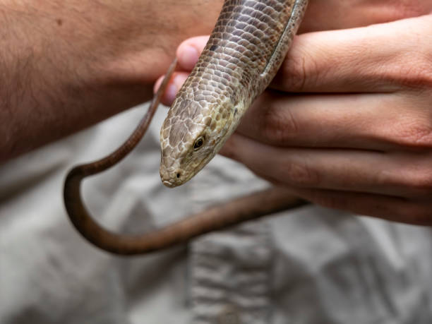 istock A person is holding a snake in their hand 2188804022