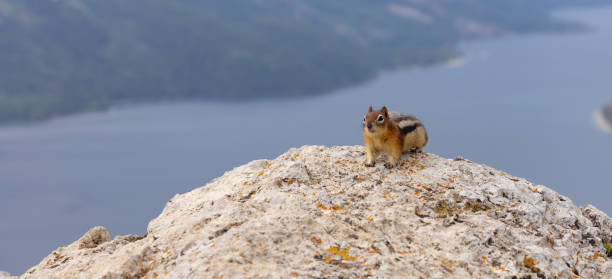 istock Ground Squirrel on Rocky Surface in Canadian Rockies 2188805676