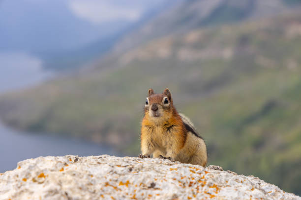 istock Ground Squirrel on Rocky Surface in Canadian Rockies 2188805687