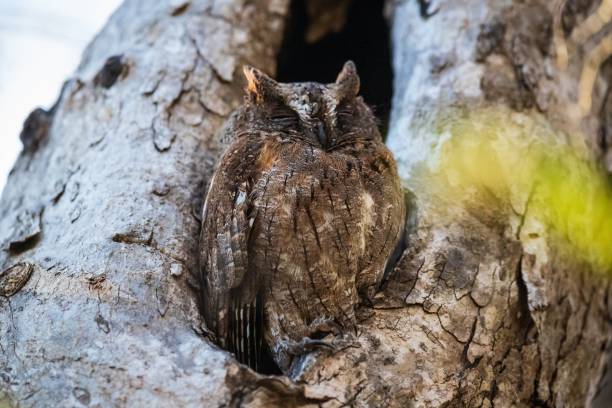 istock Madagascar Scops Owl Resting in Kirindy Forest, Madagascar 2188806894