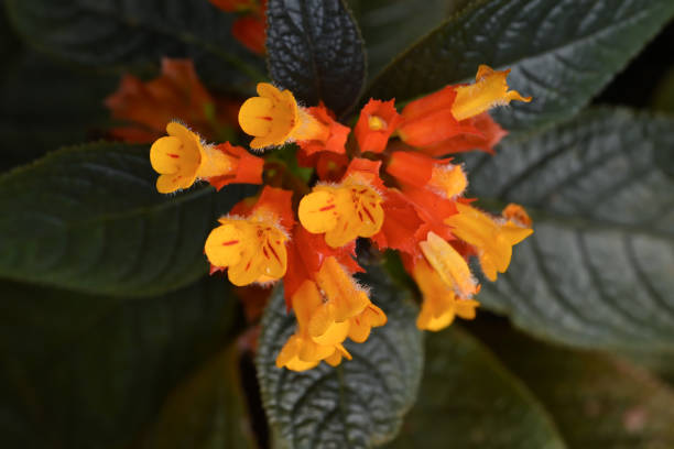Chrysothemis pulchella is a tropical perennial plant characterized by its bright orange tubular flowers with yellow throats, surrounded by deep green leaves, a popular choice for ornamental gardens in warm climates. chrysothemis pulchella es una planta perenne tropical caracterizada por sus flores tubulares de color naranja brillante con gargantas amarillas, rodeadas de hojas de color verde intenso, una opción popular para jardines ornamentales en climas cálidos.