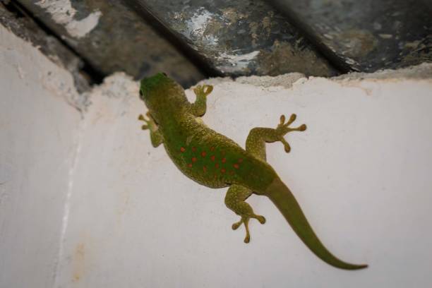 istock Madagascar Day Gecko Climbing on a Wall Near the Ceiling 2188807661