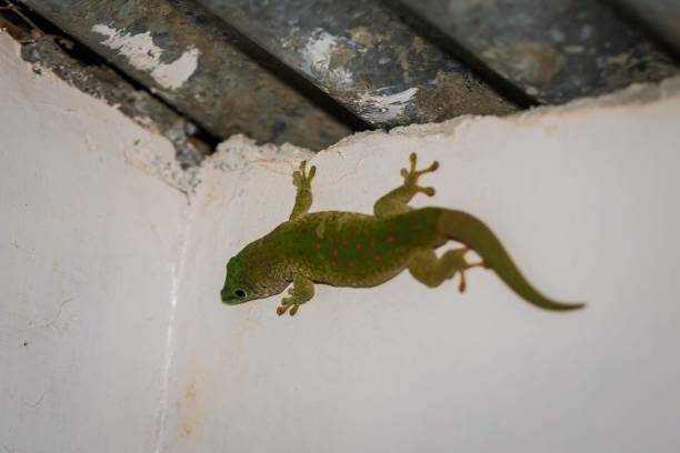 istock Madagascar Day Gecko Climbing on a Wall Near the Ceiling 2188807664