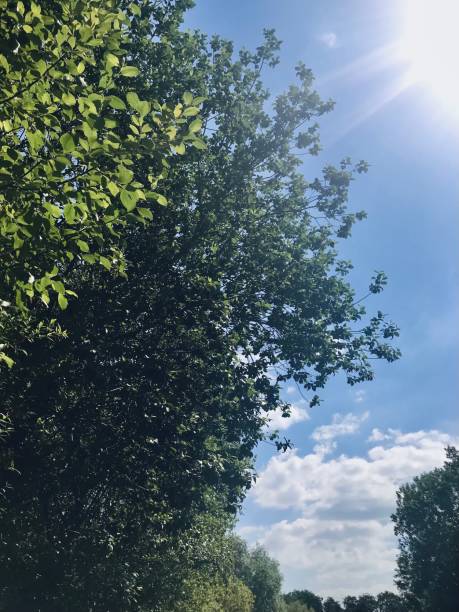 istock A vast expansive bright blue sky border with a few fluffy white clouds above a line of vibrant green verdant shrubs bushes lush greenery foliage below. 2188807670