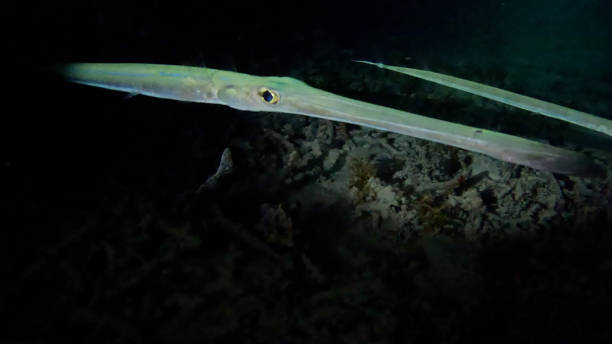 istock Palau Scuba Diving 2188812016