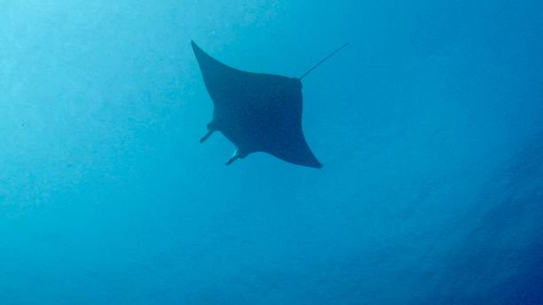 istock Palau Scuba Diving 2188812158