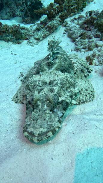 istock Palau Scuba Diving 2188812445