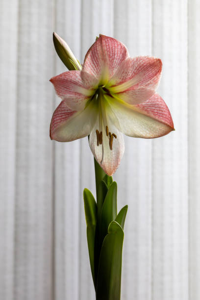 Hippeastrum/amaryllis is a genus in the family Amaryllidaceae with about 70-90 species. It produces tubular-shaped flowers on long and thick stems.