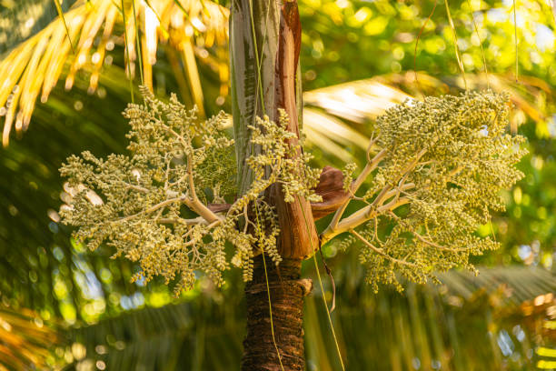 Coconuts come from one of the most famous and useful palms in the world, the coconut palm. An iconic symbol of the tropics, the coconut palm can live up to 100 years in the wild. This ‘tree of life’ can protect, heal and feed. If you ever find yourself stranded on a desert island, the coconut palm may be all you need.