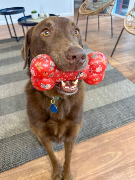 istock Brown labrador dog with a Christmas bone toy 2188815154