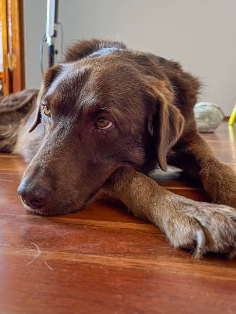 Lazy black labrador dog lying on a wooden floor with evening sun making his sad eyes shine