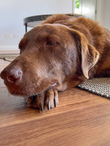 istock Brown Labrador dog resting indoors at home 2188815172