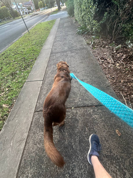 istock POV walking the dog 2188815175