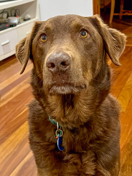 istock Brown Labrador dog resting indoors at home 2188815189