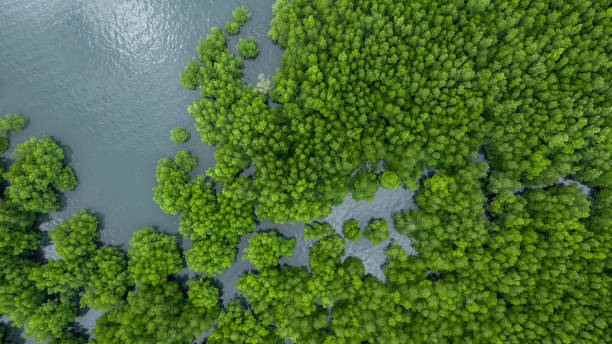 istock Aerial view mangrove forest tree, Green mangrove forest tree ecosystem, Mangrove forest tree nursery area, Nature texture and background ecology system ecosystem. 2188816508