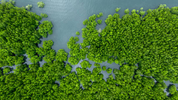 istock Aerial view mangrove forest tree, Green mangrove forest tree ecosystem, Mangrove forest tree nursery area, Nature texture and background ecology system ecosystem. 2188816509