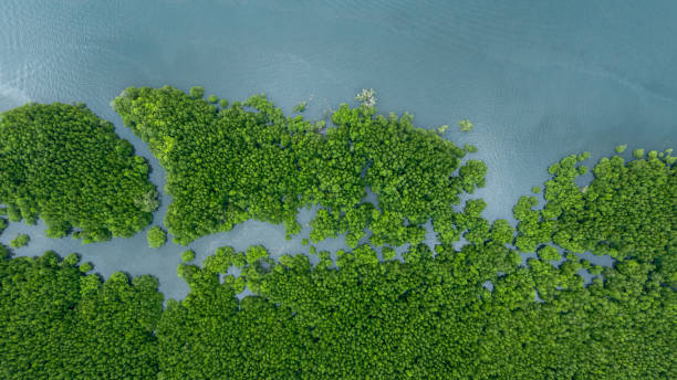 istock Aerial view mangrove forest tree, Green mangrove forest tree ecosystem, Mangrove forest tree nursery area, Nature texture and background ecology system ecosystem. 2188816521