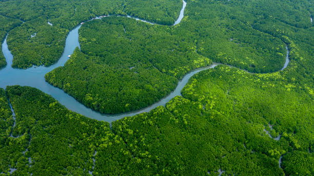 istock Aerial view mangrove forest tree, Green mangrove forest tree ecosystem, Mangrove forest tree nursery area, Nature texture and background ecology system ecosystem. 2188816522