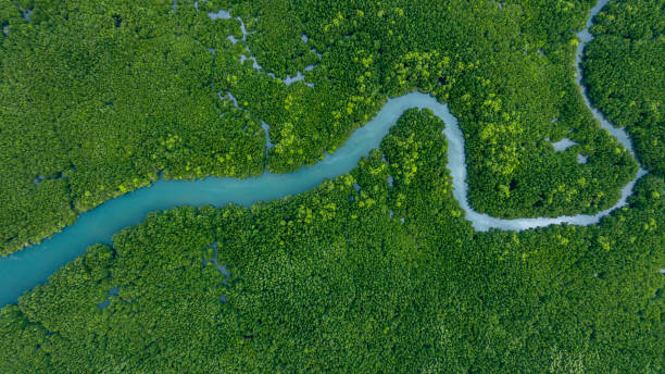 istock Aerial view mangrove forest tree, Green mangrove forest tree ecosystem, Mangrove forest tree nursery area, Nature texture and background ecology system ecosystem. 2188816549