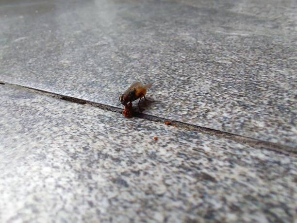istock flies feeding on the marble floor 2188816668