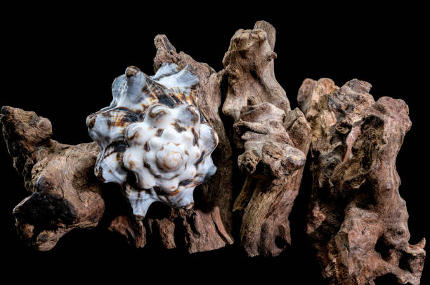istock Textured Vasum turbinellus Shell on Driftwood with Black Background 2188817879