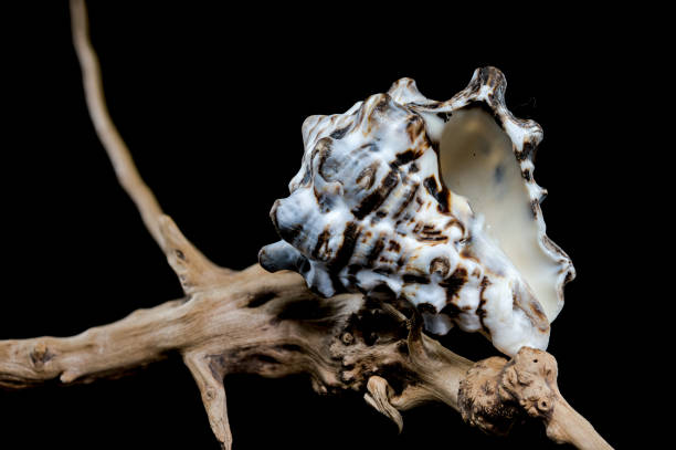 istock Textured Vasum turbinellus Shell on Driftwood with Black Background 2188817886
