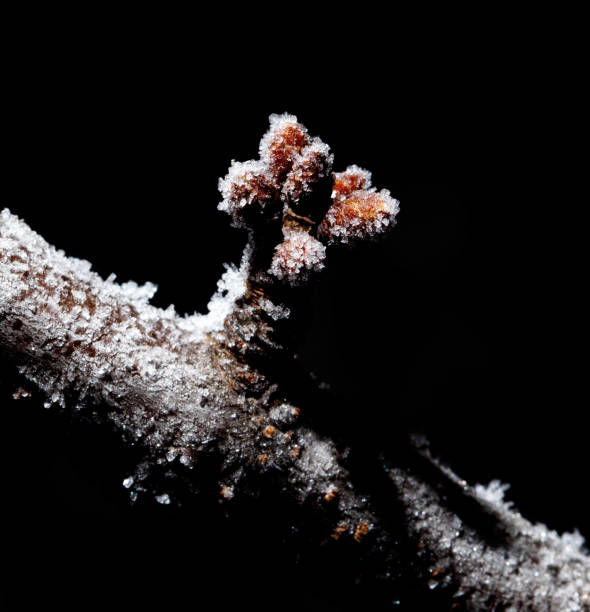 A branch covered in snow and ice. The branch is the only thing visible in the image. Scene is serene and peaceful, as the snow and ice create a calm and quiet atmosphere