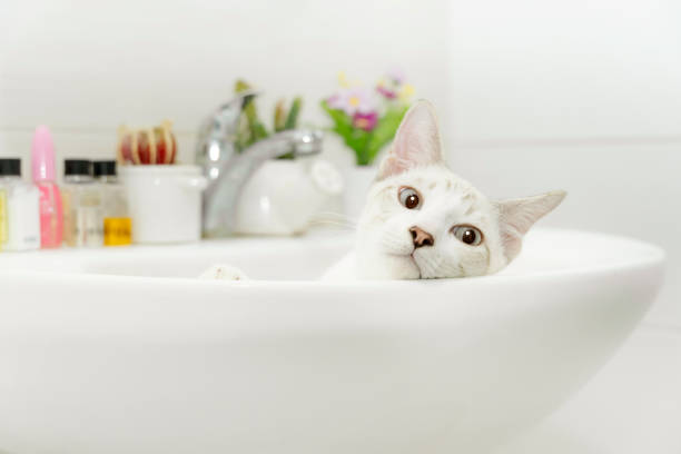istock A white cute kitten is happily playing in the sink. Indoor cat behavior. 2188818685