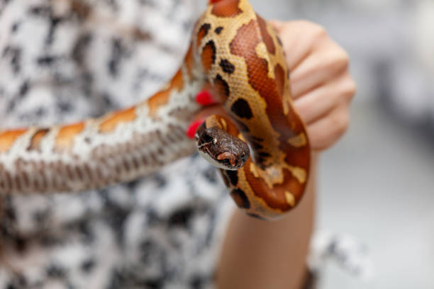 istock A woman is holding a snake with a red and black pattern 2188818956