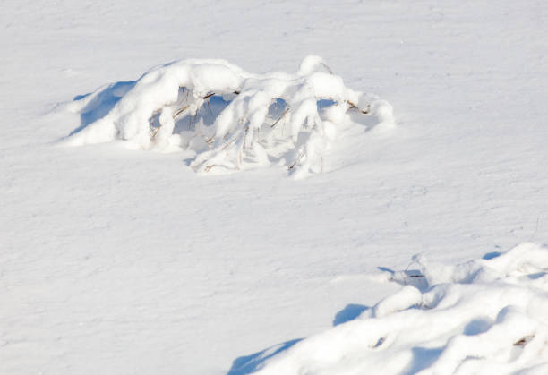 A branch covered in snow is laying on the ground. The snow is white and the branch is brown. The image has a peaceful and serene mood, as the snow covers the branch