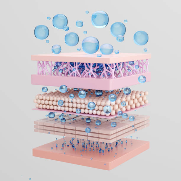 istock Hyaluronic acid absorption 2188819129