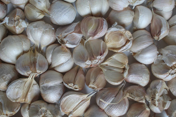 Garlic bulb isolated. Garlic on white background. Purple garlic bulb collection. Set with clipping path.