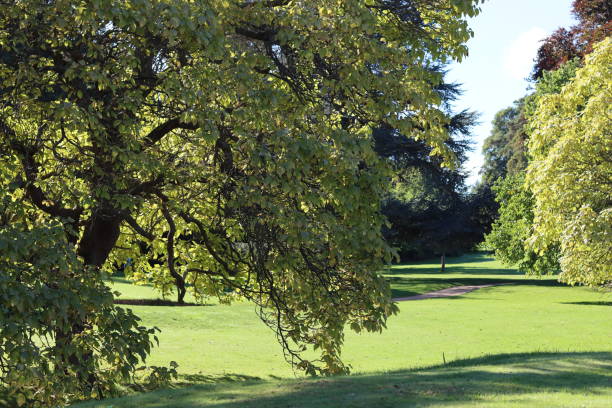 istock Trees and lush foliage in a park in summer 2188821916
