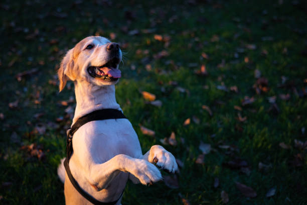 Domestic golden retriever is enjoying sunlight at public park.