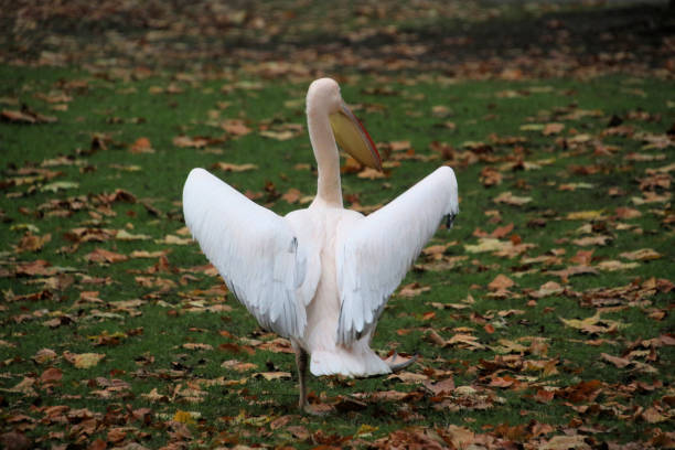 A close up of a Pelican in London