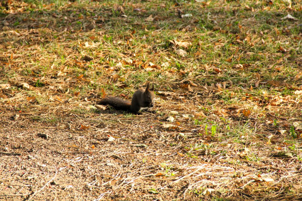 A squirrel collects acorns and nuts in the park in Deep Autumn